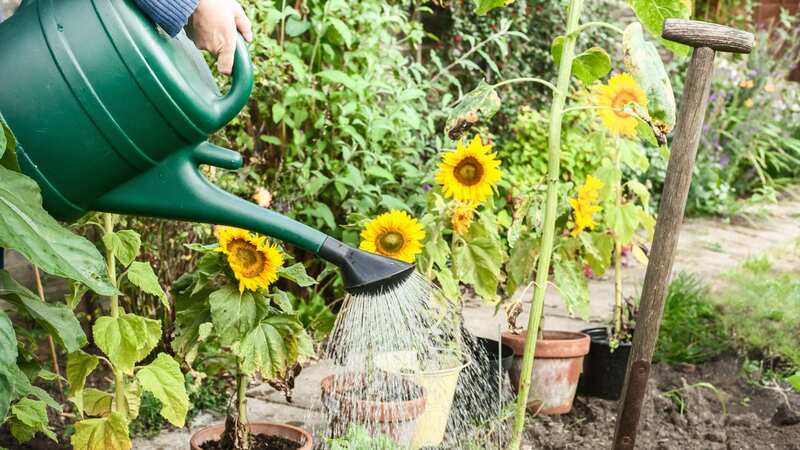 You could be damaging your plants with a common mistake (Image: Getty Images/Image Source)