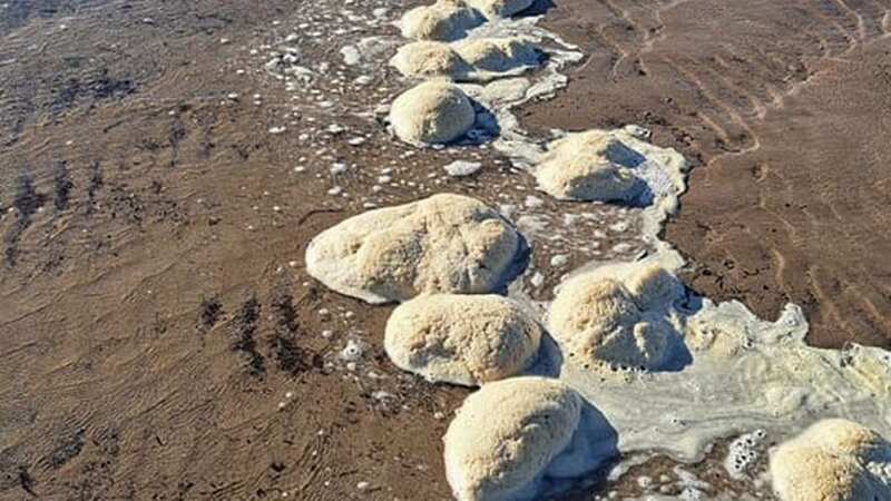 The weird "line of brains" seen on a UK beach (Image: John and Zara Kimbley-Henry)