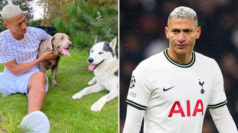 Richarlison has two dogs, Acerola and Layla (Image: Instagram / @acerolahusky)
