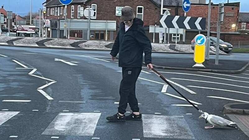 A seagull had to be put down after being dragged along the street with a dog lead (Image: Twitter/LIVEINBLACKPOOL)