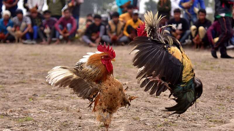 Roosters attack each other during a cockfight (Image: NurPhoto via Getty Images)