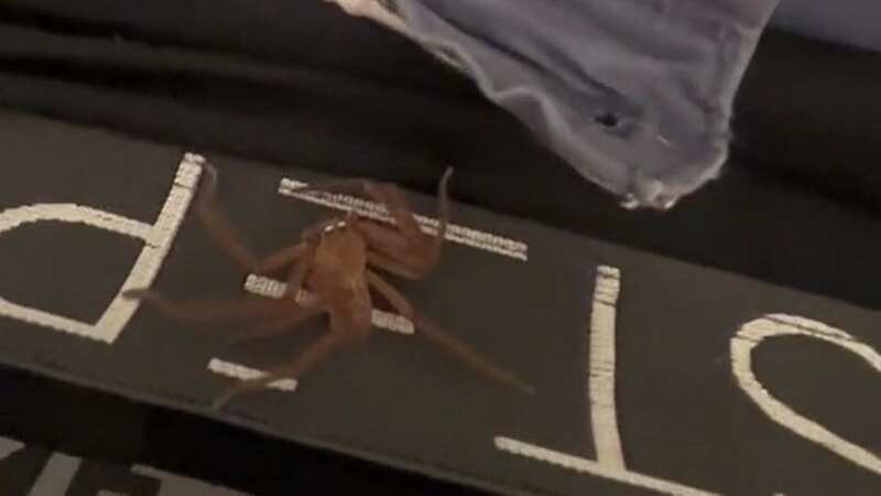 Man felt something moving during night and woke with massive spider in pants