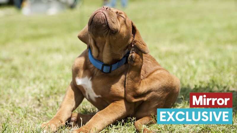 Your dog could be allergic to fleas or their favourite food (stock photo) (Image: Getty Images/iStockphoto)
