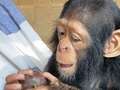 Cute baby chimp goes viral for hugging carer after being saved from traffickers