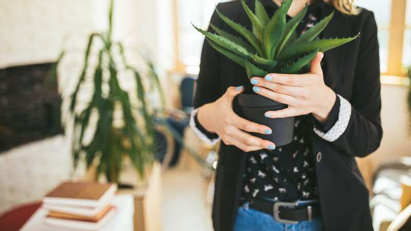 There is a much better way to water your houseplants (Stock Image) (Image: Getty Images)