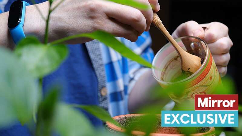 Gardeners often recommend using coffee grounds (Image: Getty Images/iStockphoto)