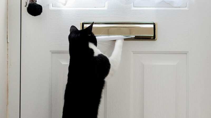 Zebby trained himself to listen out for the postman as his owner can