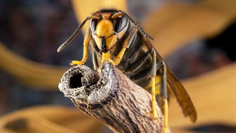 Asian hornets have been spotted in various places across the UK (Image: Getty Images)