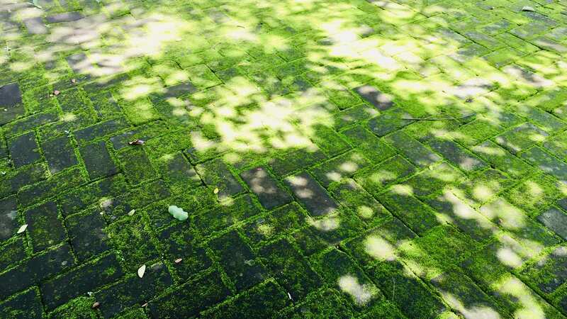 If you want your moss to never come back, there