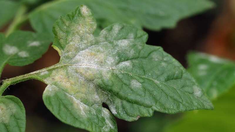 How to banish white mould from your plants (Image: Getty Images/iStockphoto)