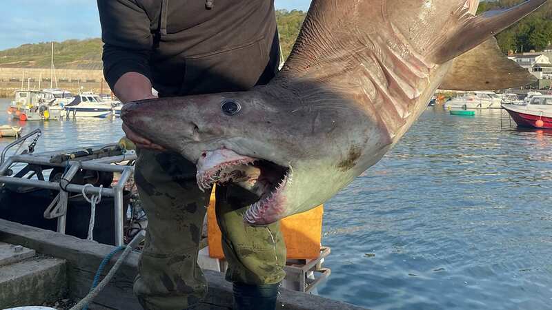 The massive shark was found dead off the coast of Dorset (Image: James Trevett/ The Sun / News Licensing)