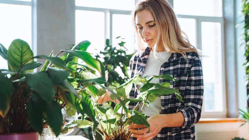 If your plants are perishing, you may want to try a kitchen staple (Stock Image) (Image: Getty Images)