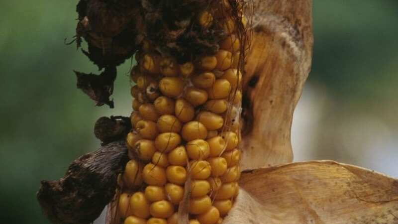 Fungus is the biggest challenge facing growers globally (Image: Future Publishing via Getty Images)