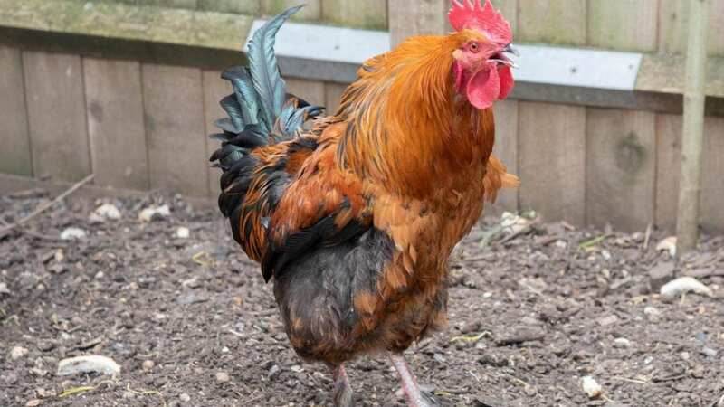 Rory the cockerel who’s been causing a flutter in Framlingham (Image: CharlotteBond/Newsquest/SWNS)