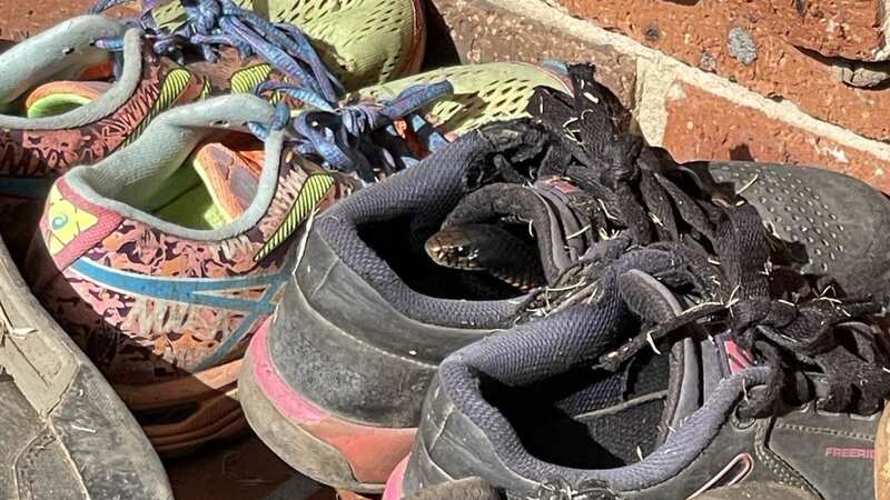 Terrifying moment mum finds venomous snake 