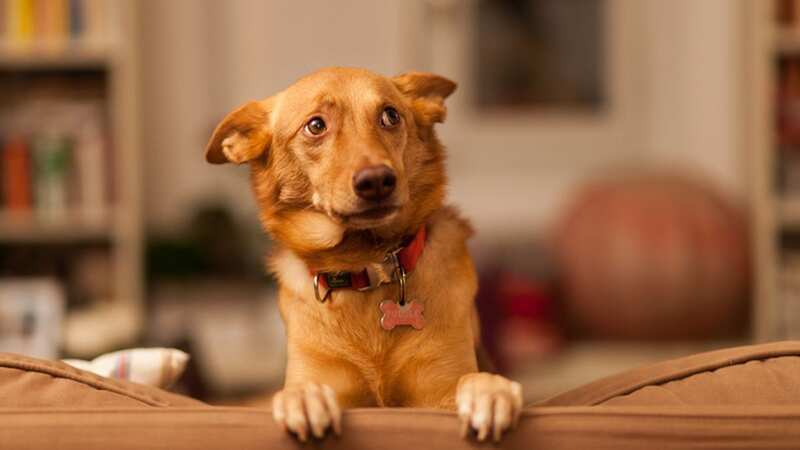 There are a number of laws relating to dog ownership (Image: Getty Images/EyeEm)