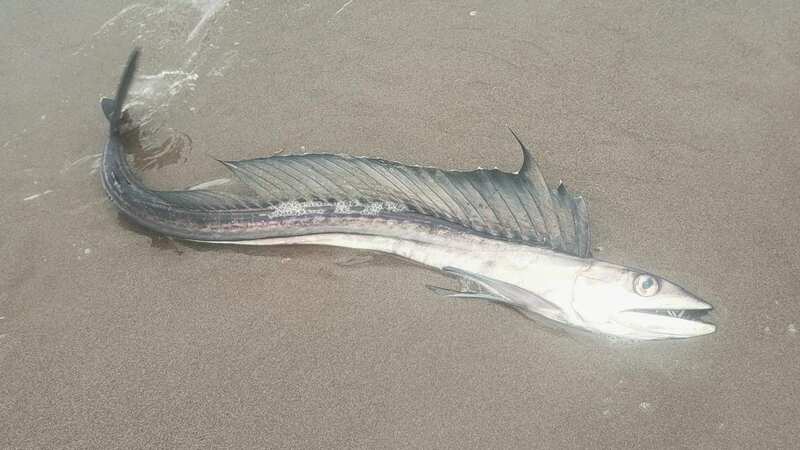 Several of the bizarre looking fish have been found washed up on beaches (Image: Oregon State Parks)