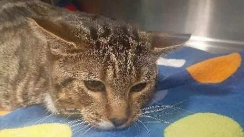 Savi was being washed by his owner, Kriss Zapert, when one of his back paws got trapped (Image: CoventryLive)