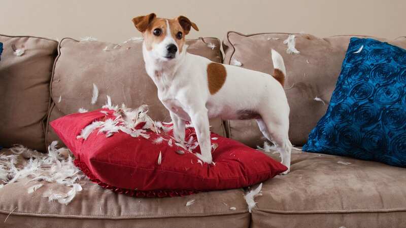 A woman is livid that uninvited guests are bringing their dogs over despite her homing cats (stock photo) (Image: Getty Images)