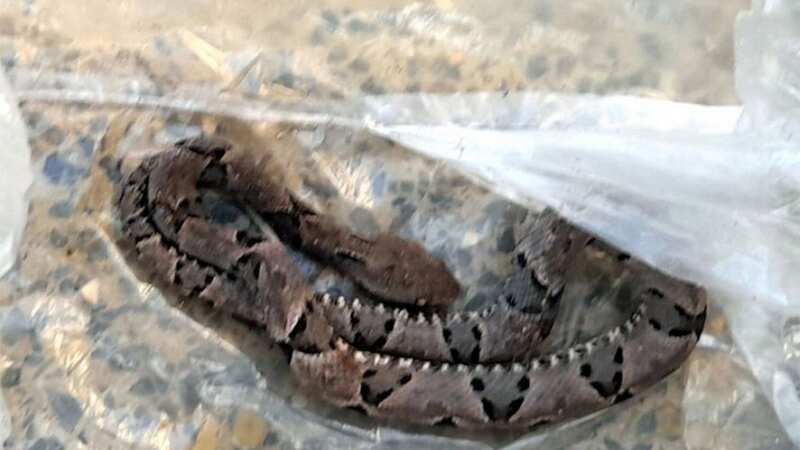 A 36-year-old woman in Brazil died after being bitten by a pit viper (Image: Jam Press)