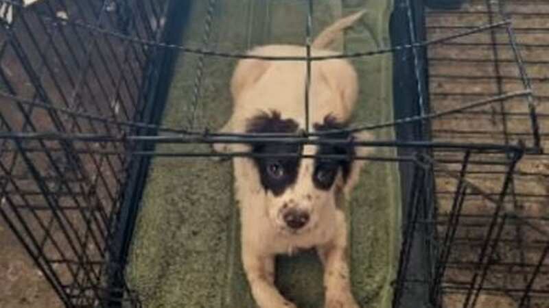 Heartbreaking note left alongside abandoned spaniel dumped in a cage by owner