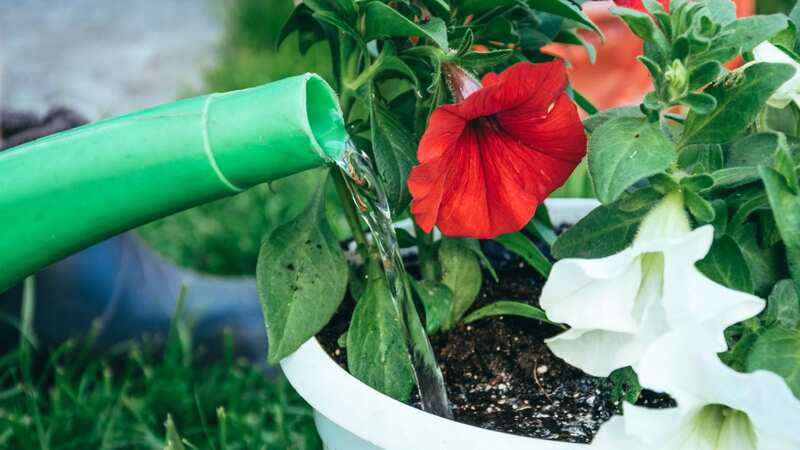 The key watering mistake is easy to make (Image: Getty Images/iStockphoto)
