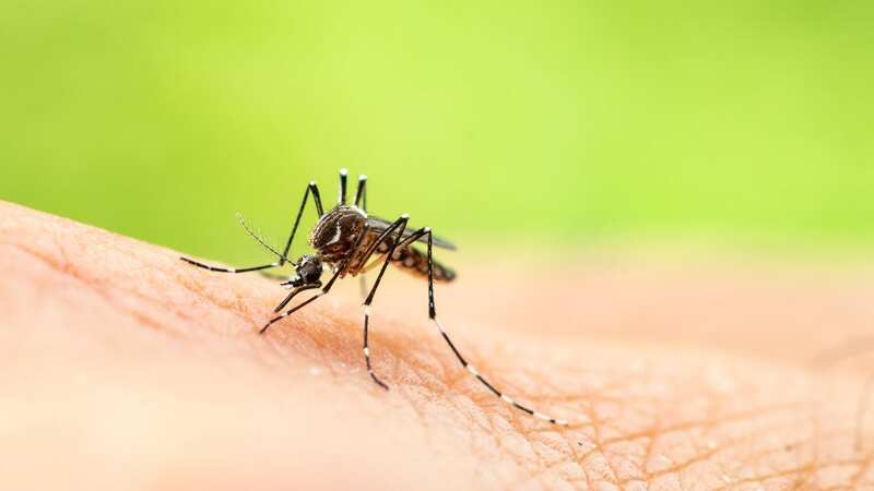 Murray Valley encephalitis is a virus carried by mosquitos (Image: Getty Images/iStockphoto)
