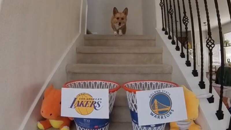 Lilo the corgi has correctly predicted the series so far by hitting an inflatable basketball into buckets (Image: TikTok/aircorg)
