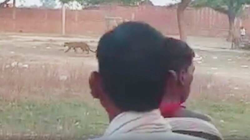 Moment leopard goes on rampage through village before it mauled six victims
