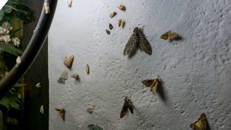 Moths in your home can mean trouble (Image: Getty Images/iStockphoto)