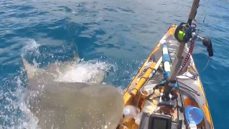 Massive shark attacks terrified kayaker as it explodes out of water