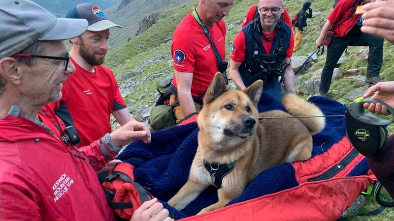 The dog lies calmly on the stretcher (Image: KeswickMountainRescueTeam /SWNS)