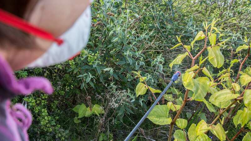 A horticulturist sprays Japanese knotweed with chemicals (file image) (Image: Getty Images/iStockphoto)