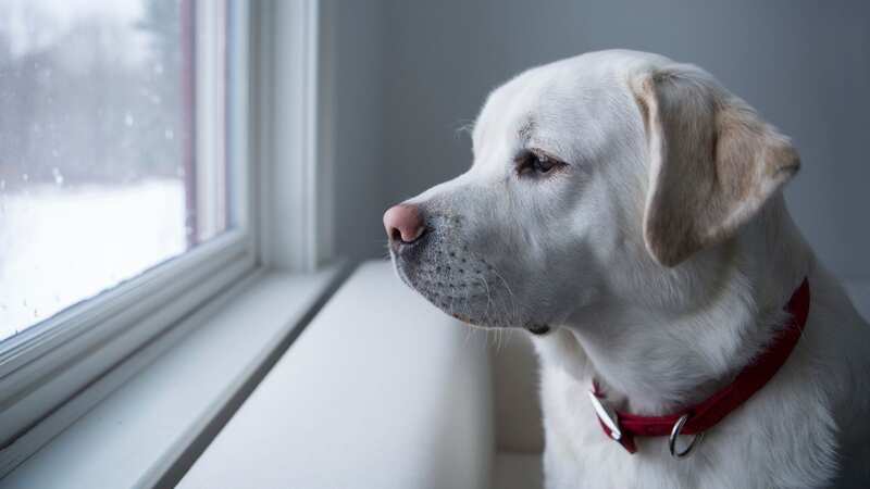Dogs communicate their emotions through body language signals (stock photo) (Image: Getty Images/iStockphoto)