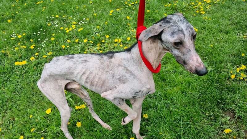 Lucas, the skinny rescue dog, had 98 per cent fur loss (Image: RSPCA / SWNS)