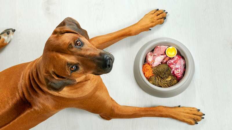 Researchers warned dog owners their pets could be at risk (Image: Getty Images/iStockphoto)