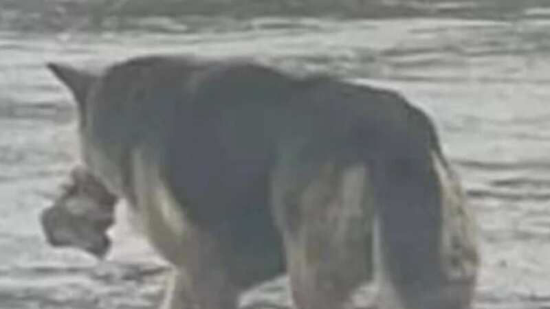 Nikki was seen walking around Metro Detroit with her teddy bear (Image: Almost Home Animal Rescue League)