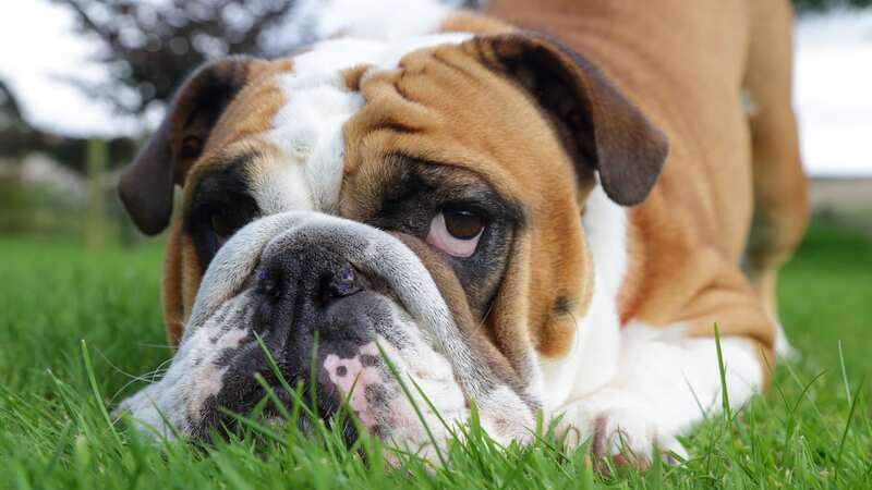 A woman was accused of animal abuse after feeding butter to her dogs (stock image) (Image: Getty Images/EyeEm)