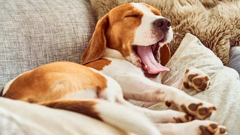 Next time your dog takes a nap, have a look at their sleeping position (stock photo) (Image: Getty Images/iStockphoto)