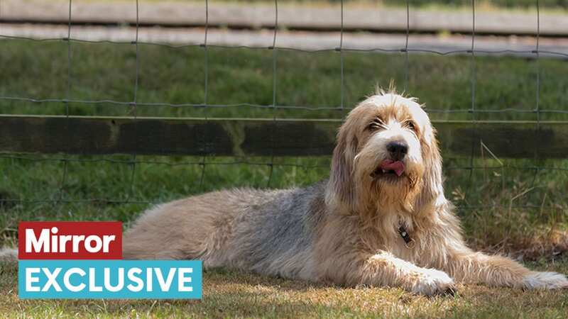 Canine experts at The Kennel Club are concerned about breeds that were once popular (stock photo) (Image: Getty Images)