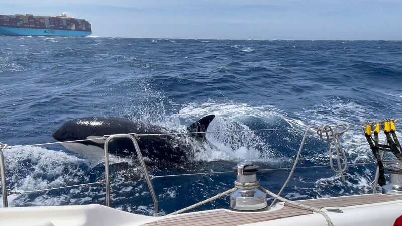 An orca during an hour-long attack on a sailing bot (Image: Stephen Bidwell / SWNS)