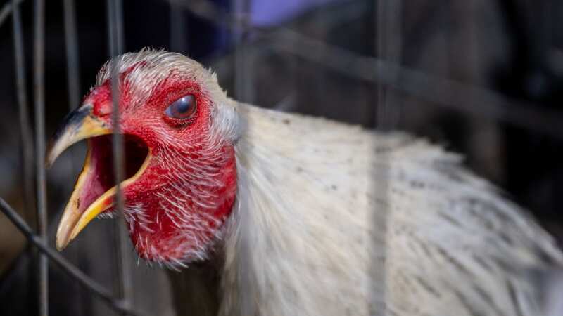 Poultry worker went to Scotland with bird flu risking 