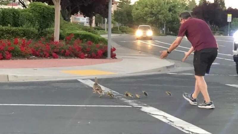 The man herding the ducks mere moments before he was killed (Image: KCRA 3)