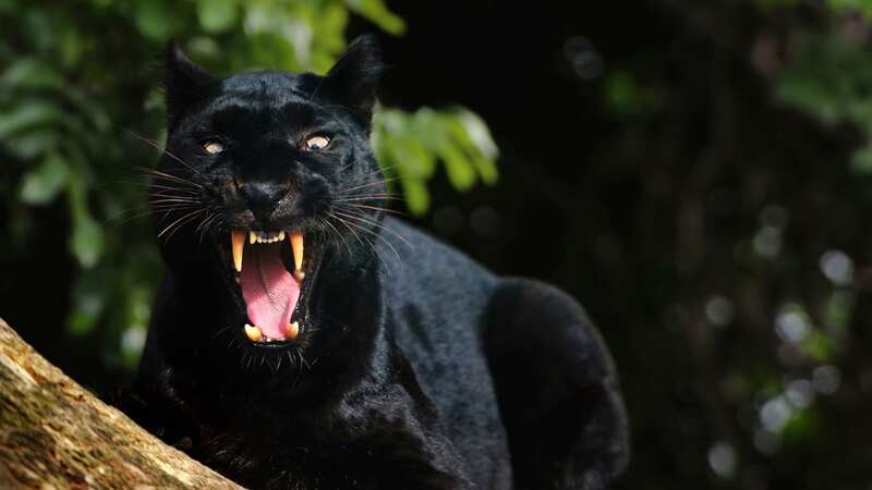 The woman filmed the cat encounter very close to her own garden (Image: Getty Images)