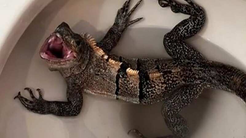 The lizard was found lurking in his toilet bowl (Image: WSVN)