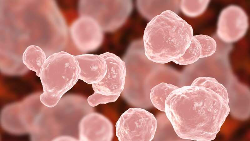 The fungus has come from two clinics in Mexico (Image: Getty Images/Science Photo Libra)