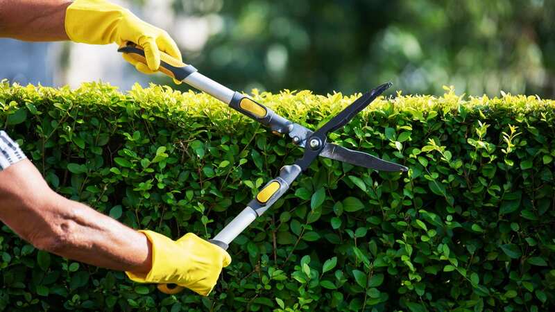 Neighbours locked in four-way battle over 12ft hedge they claim is 