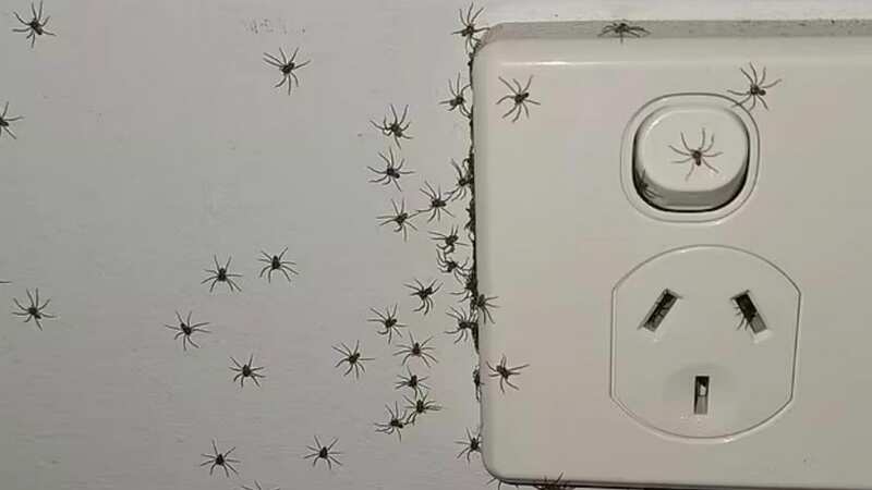 Spiders crawl out of a socket in a man