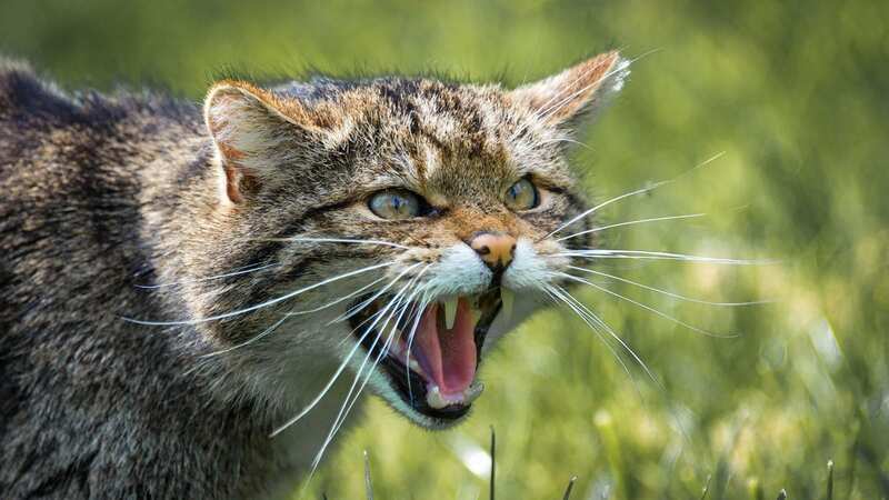 A domestic cat has been terrorising homes (Image: Getty Images/500px)