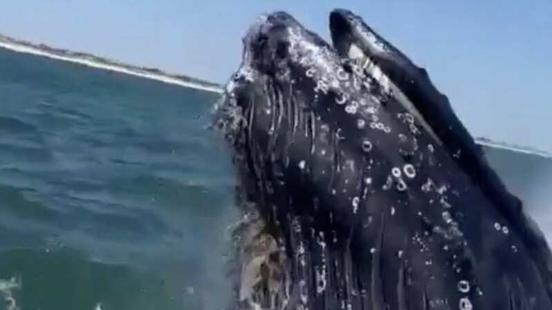 Moment huge humpback whale crashes against boat sparking screams from passengers